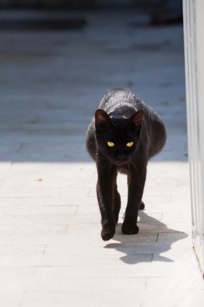 임신 고양이 Thassos에 거리에 걷는 — 스톡 사진
