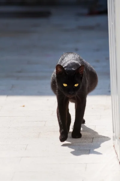 Gravid katt vandrar i gatan på Thassos — Stockfoto