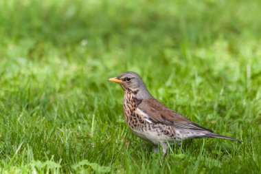 Parkta meraklı ardıç kuşu.
