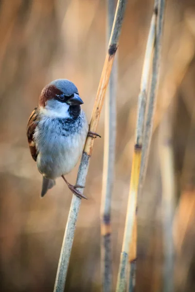 Sparrow on the twig — Stock Photo, Image