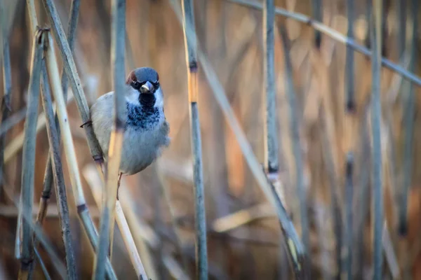 Sparrow on the twig — Stock Photo, Image
