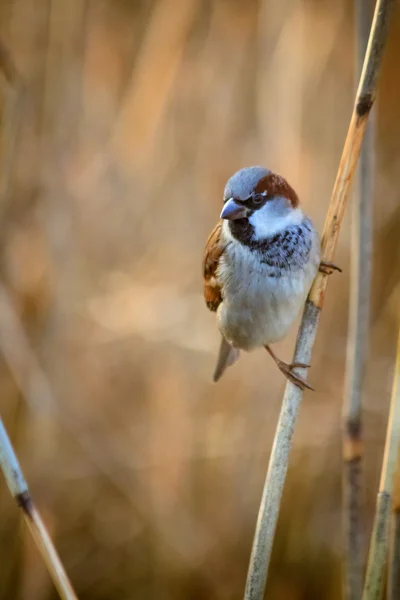 Sparrow on the twig — Stock Photo, Image