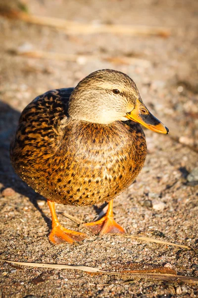 Fechar-se de pato em areia — Fotografia de Stock