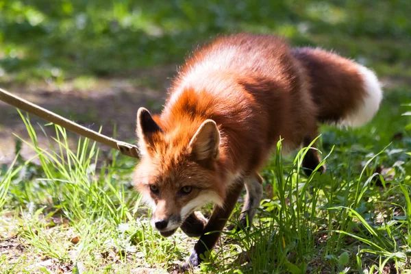 Fox for a walk in the zoo. Royalty Free Stock Images