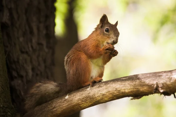 Little brown squirrel eats a nut in park. Stock Image