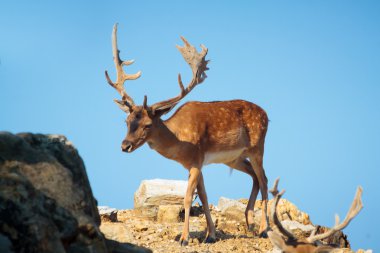 Dağ geyik bir uçurumun bir ulusal parkta Thasos üzerinde