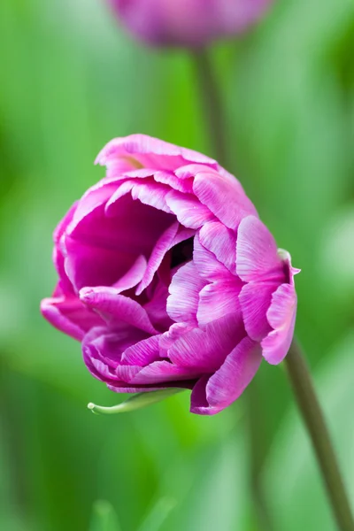 Schöne lila Tulpe. — Stockfoto