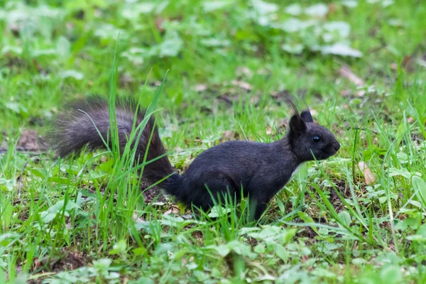 Black squirrel — Stock Photo, Image