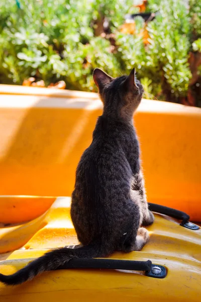 Tabby gatinho deitado em um caiaque na ilha de Thassos — Fotografia de Stock