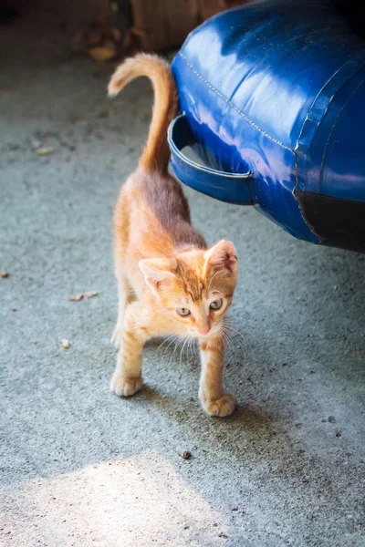 Gatinho de gengibre engraçado na ilha de Thassos — Fotografia de Stock