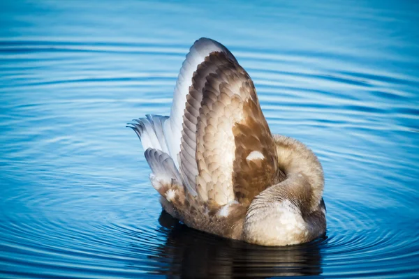 Cisne na água Yoga em Helsínquia — Fotografia de Stock