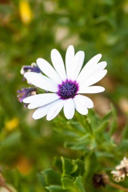 Beyaz çiçek Thassos Adası üzerinde büyüyen