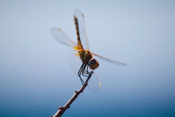 Libélula en una rama en la isla de Tasos —  Fotos de Stock