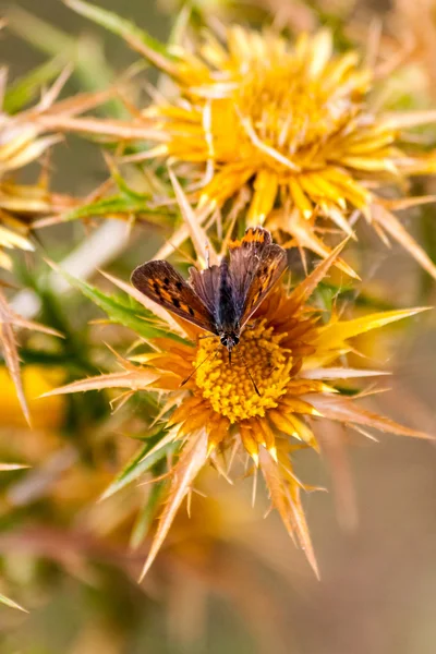 Butterfly sitting on a flower on the island of Thassos — Stock Photo, Image