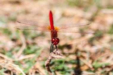 Kırmızı yusufçuk dal Thassos Adası Yunanistan