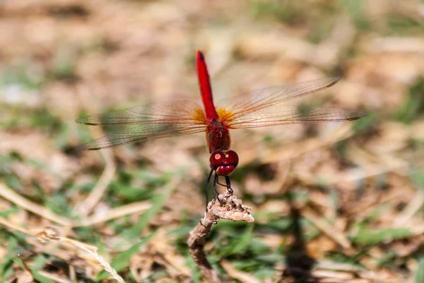 Libélula vermelha em um ramo na ilha de Thassos Grécia — Fotografia de Stock