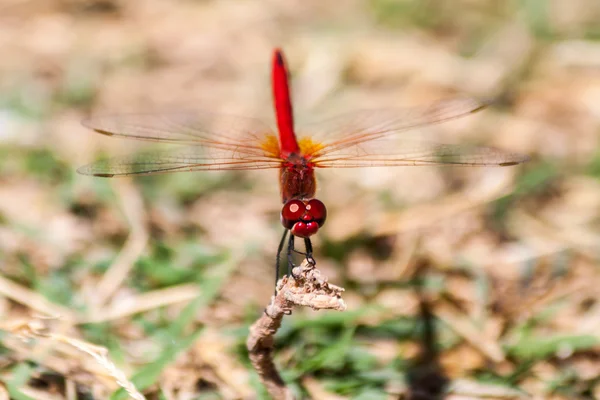 Red dragonfly on a branch on the island of Thassos Greece — Stock Photo, Image