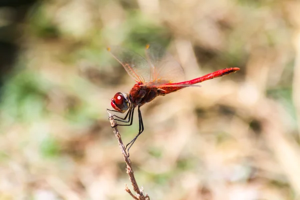 Libélula roja en una rama en la isla de Tasos Grecia — Foto de Stock