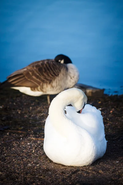 Cisnes descansando na costa em Helsinque, Finlândia — Fotografia de Stock