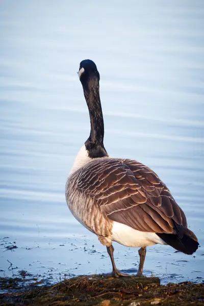 Gåsen gick på sjön i en park i Helsingfors, finland — Stockfoto