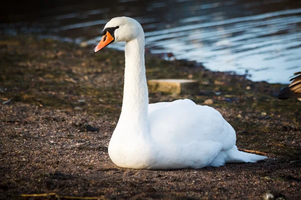 Cisne descansando na costa em Helsinque, Finlândia — Fotografia de Stock