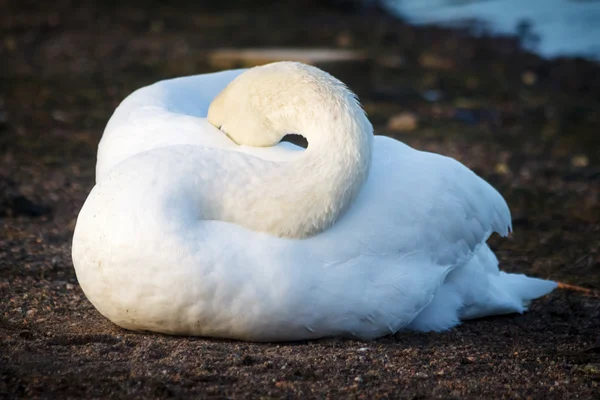 Cisne descansando na costa em Helsinque, Finlândia — Fotografia de Stock