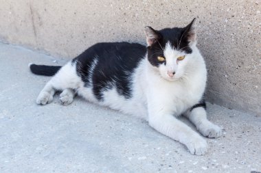 Siyah ve beyaz kedi Limenas Thassos bağlantı noktası