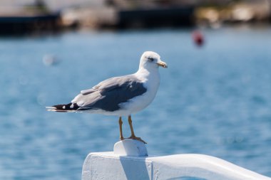 Martı Thassos Island üzerinde