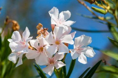 Flower oleander on the island of Thassos