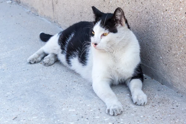 Gato preto e branco no porto de Limenas Thassos — Fotografia de Stock