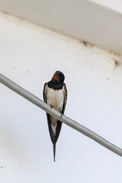 Swallow on a wire on the island of Thassos — Stock Photo, Image