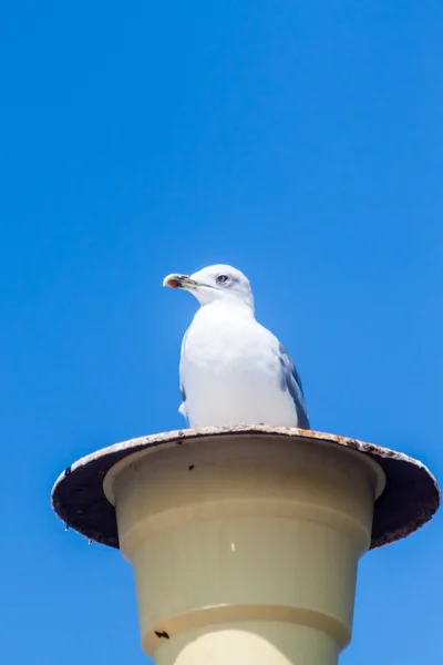 Gaivota sentado em uma lâmpada na ilha de Thassos — Fotografia de Stock