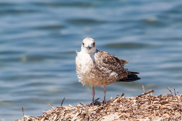 Gaivota se aquecendo na praia na ilha de Thassos — Fotografia de Stock