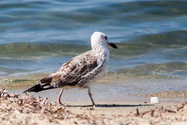 Gaivota se aquecendo na praia na ilha de Thassos — Fotografia de Stock