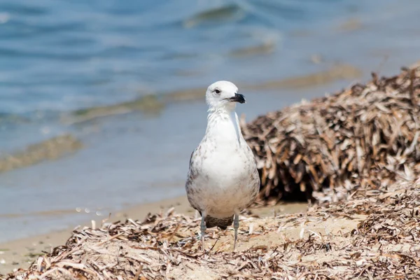 Gaivota se aquecendo na praia na ilha de Thassos — Fotografia de Stock