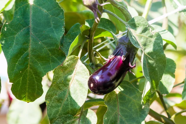 Eggplant plantation on the island of Thassos Royalty Free Stock Photos