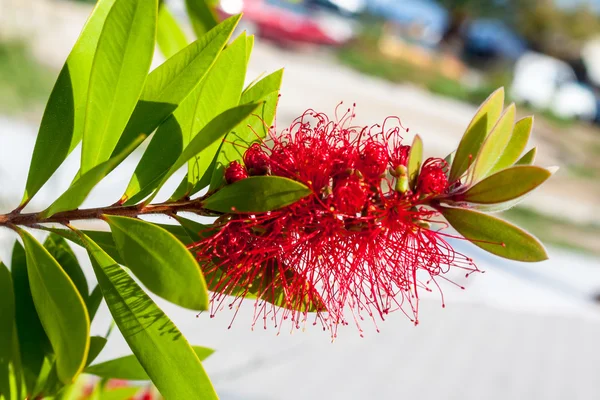 Callistemon in Thasos Stock Picture