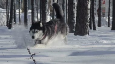 Sibirya husky karda koşma