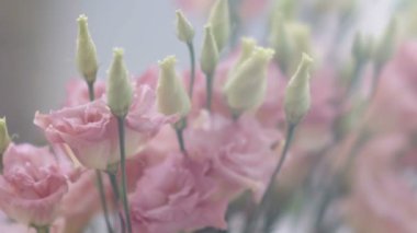 Muhteşem pembe çiçekler