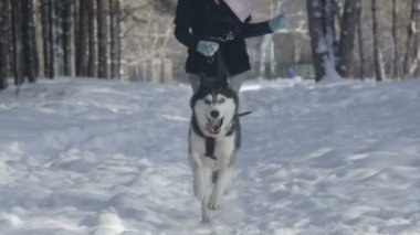 Sibirya husky karda koşma