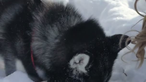 Сибірський хаски працює на снігу — стокове відео
