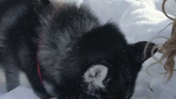 Siberische husky uitgevoerd in de sneeuw — Stockvideo