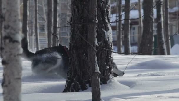 Siberian husky kör i snö — Stockvideo