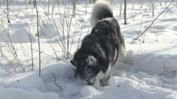Siberische husky uitgevoerd in de sneeuw — Stockvideo