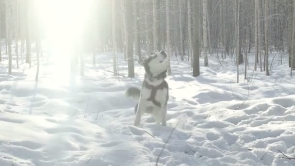 Siberian husky kör i snö — Stockvideo