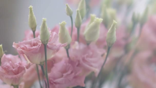 Underbara rosa blommor — Stockvideo