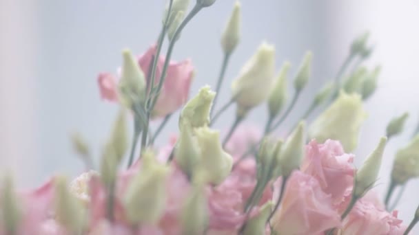 Prachtige roze bloemen — Stockvideo