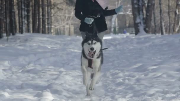 Husky sibérien courir dans la neige — Video
