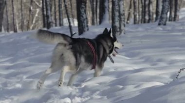 Sibirya husky karda koşma