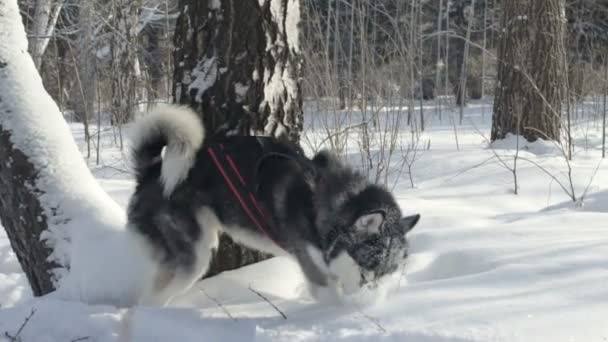 Siberische husky uitgevoerd in de sneeuw — Stockvideo